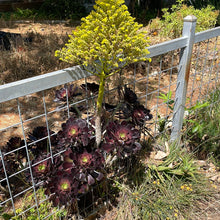 Load image into Gallery viewer, Aeonium arboreum &#39;Zwartkop&#39; (1 qt)| Large Purple Aeonium (1 qt)
