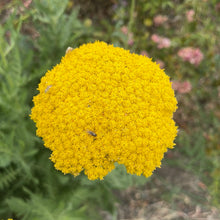 Load image into Gallery viewer, Achillea 'Moonshine' (1 qt) | Moonshine Yarrow (1 qt)