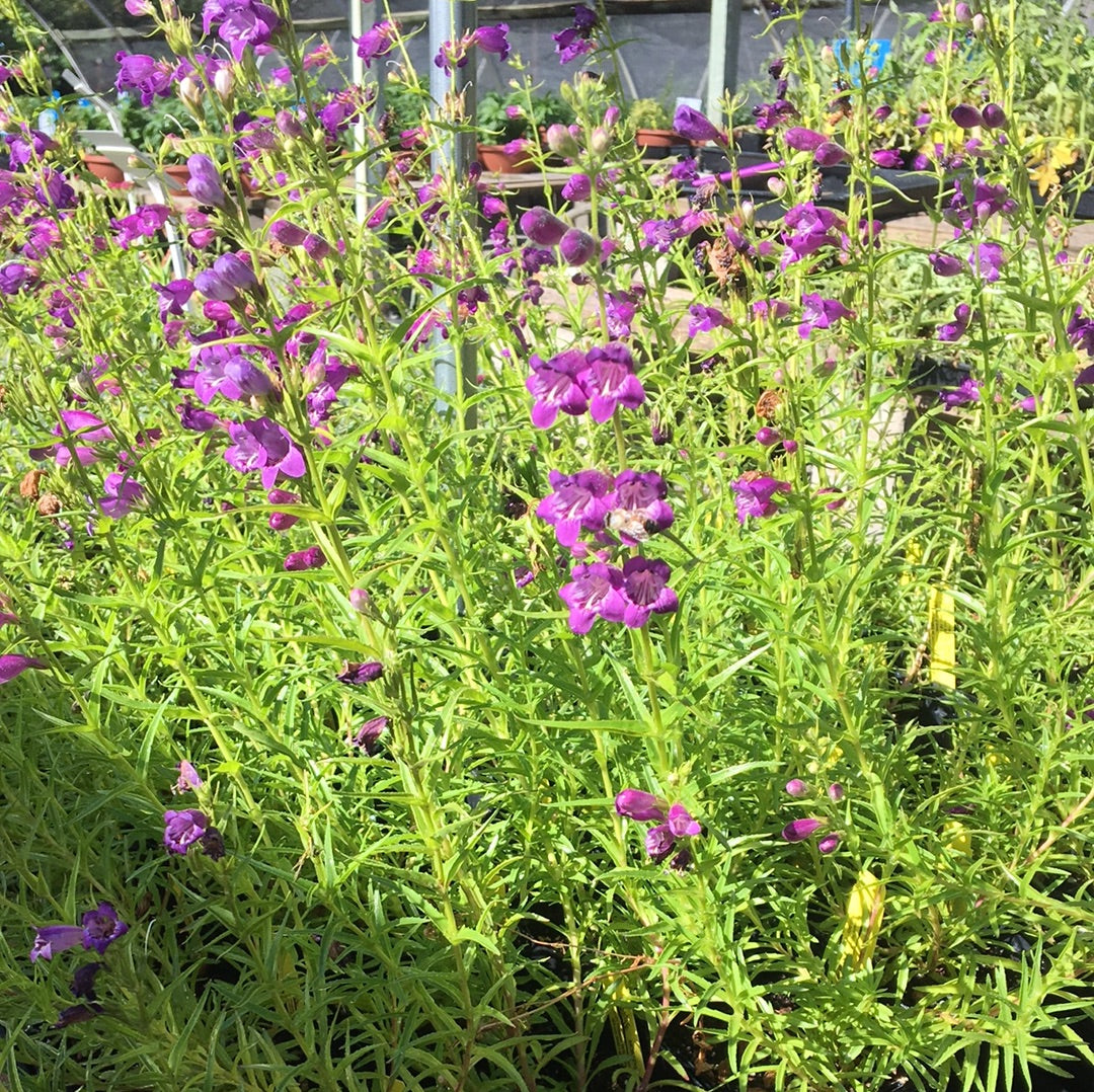 Penstemon x mexicali ‘Pike’s Peak Purple’ (1 qt) | Pikes Peak Purple P