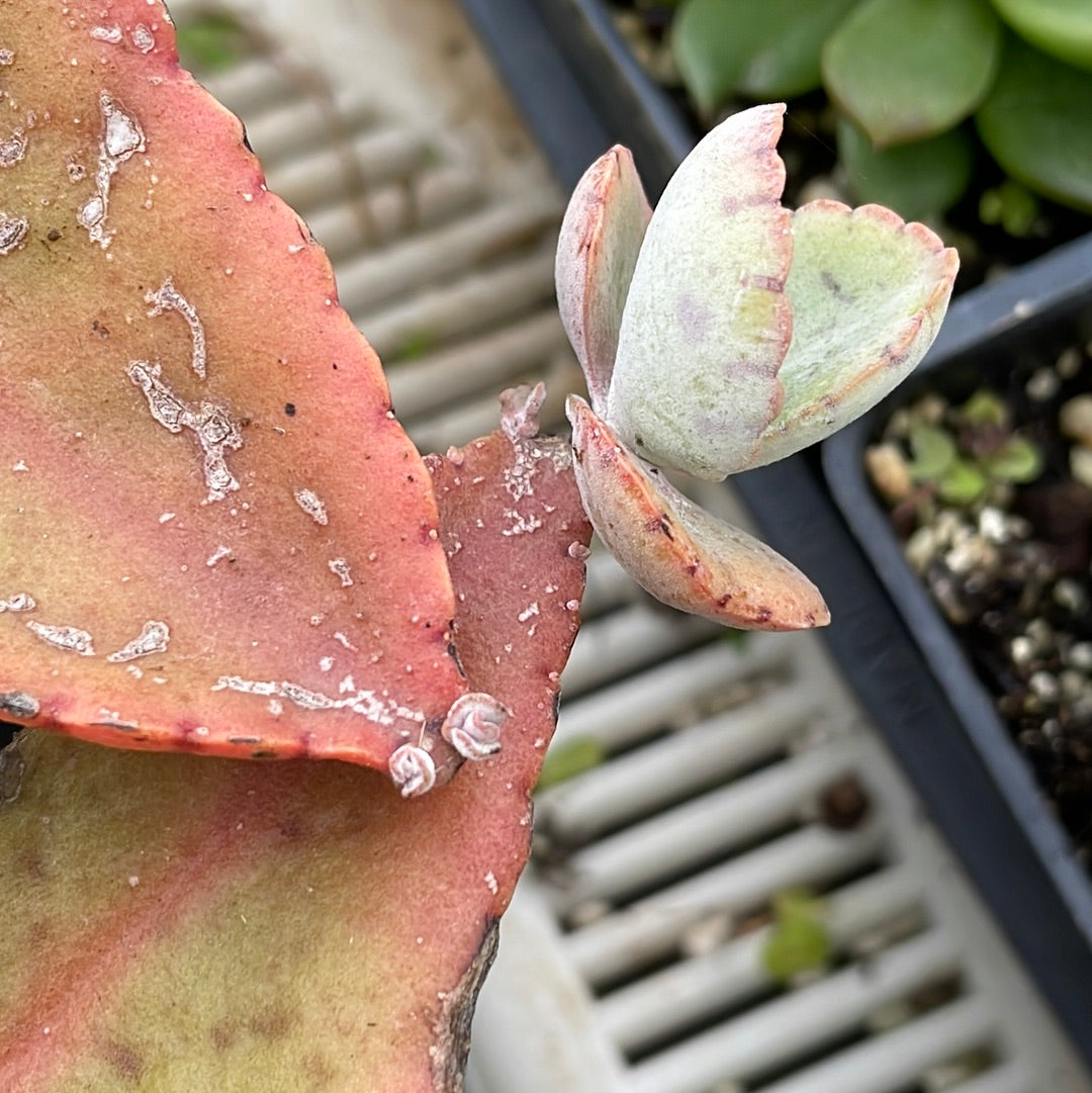 succulent donkey ears Kalanchoe gastonis-bonnieri (1 qt)