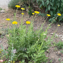 Load image into Gallery viewer, Achillea 'Moonshine' (1 qt) | Moonshine Yarrow (1 qt)