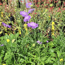 Load image into Gallery viewer, Scabiosa columbaria 'Giga Blue' (1 qt) | Giga Blue Pincushion Flower (1 qt)