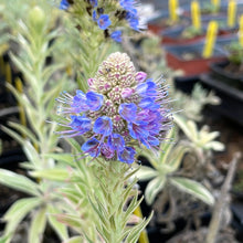 Load image into Gallery viewer, Echium candicans &#39;Star of Madeira&#39; (1 qt) | Variegated Pride of Madeira (1 qt)

