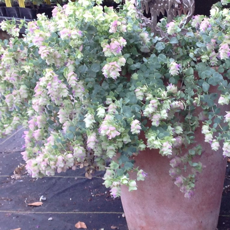 Origanum rotundifolium 'Kent Beauty' (1 qt) Kent Beauty Oregano (1 q Morningsun Herb Farm