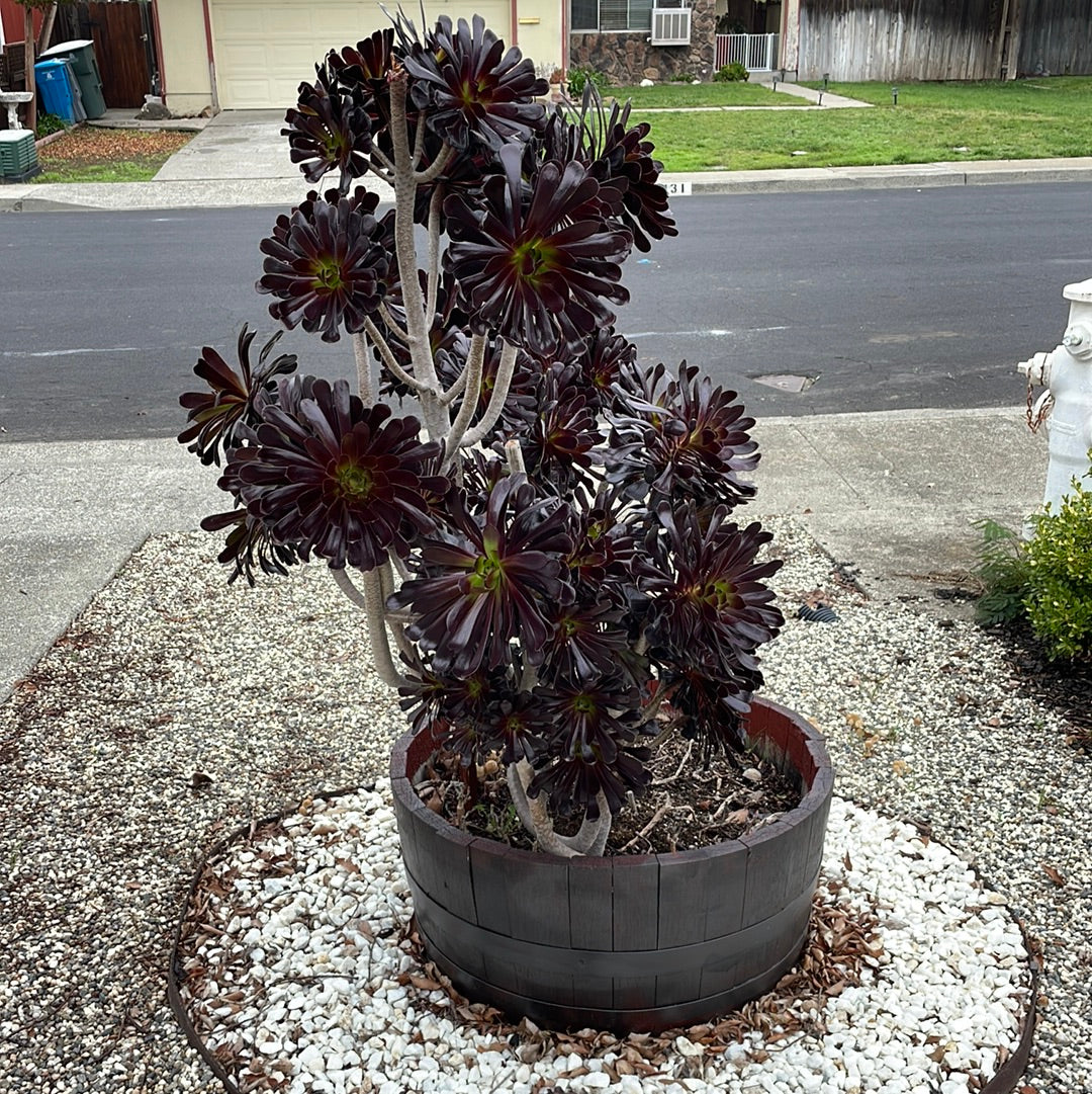 zwartkop succulent Aeonium arboreum 'Zwartkop' (1 qt)| Large Purple Aeonium (1 qt)