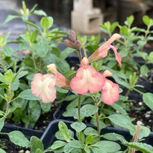 Load image into Gallery viewer, Salvia microphylla x greggii 'Heatwave Glow' (1 qt) | Glow Peach Mountain Sage (1 qt)