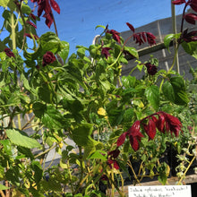Load image into Gallery viewer, Salvia splendens 'Van houtii' (1 qt) | Scarlet Sage (1 qt)