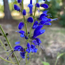 Load image into Gallery viewer, Salvia cacaliifolia (1 qt) | Guatemalan Sage (1 qt)