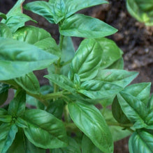 Load image into Gallery viewer, Genovese Basil (3")