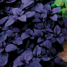 Load image into Gallery viewer, Red Rubin Basil (3")