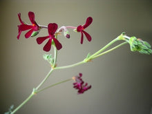 Load image into Gallery viewer, Pelargonium sidoides (4") | South African Geranium (4")
