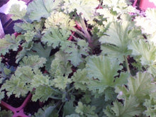 Load image into Gallery viewer, Pelargonium 'Concolor Lace' (4") | Concolor Lace Scented Geranium (4")