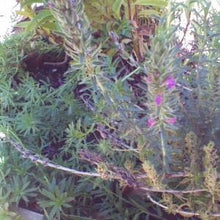 Load image into Gallery viewer, Thymbra spicata (4") | Za'atar (4")