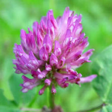 Load image into Gallery viewer, Trifolium pratense (4") | Red Clover (4")