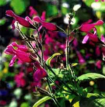 Load image into Gallery viewer, Salvia dorisiana (1 qt) | Fruit Scented Sage (1 qt)
