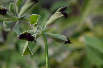 Salvia discolor (1 qt) | Peruvian Sage (1 qt)