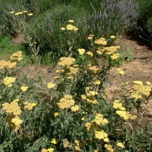 Load image into Gallery viewer, Achillea 'Moonshine' (1 qt) | Moonshine Yarrow (1 qt)