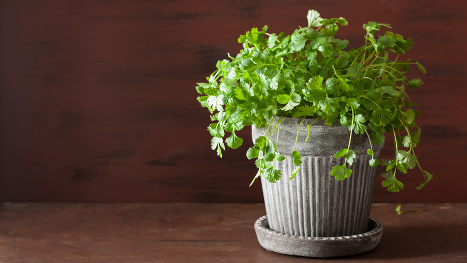 Yes, You Can Grow Cilantro