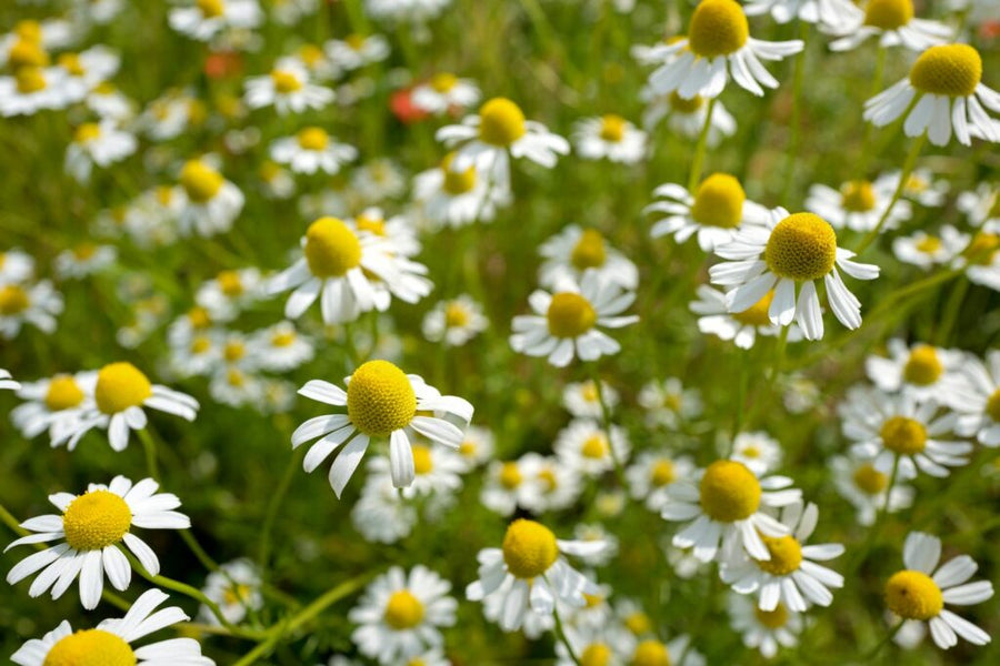 Chamomile: A Fragrant Flower for Everything