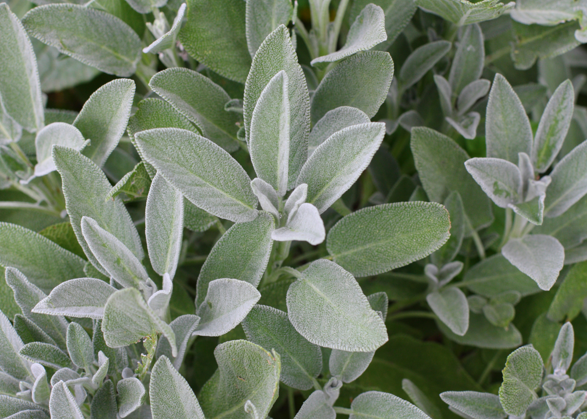 November Recipes Featuring Sage – Morningsun Herb Farm