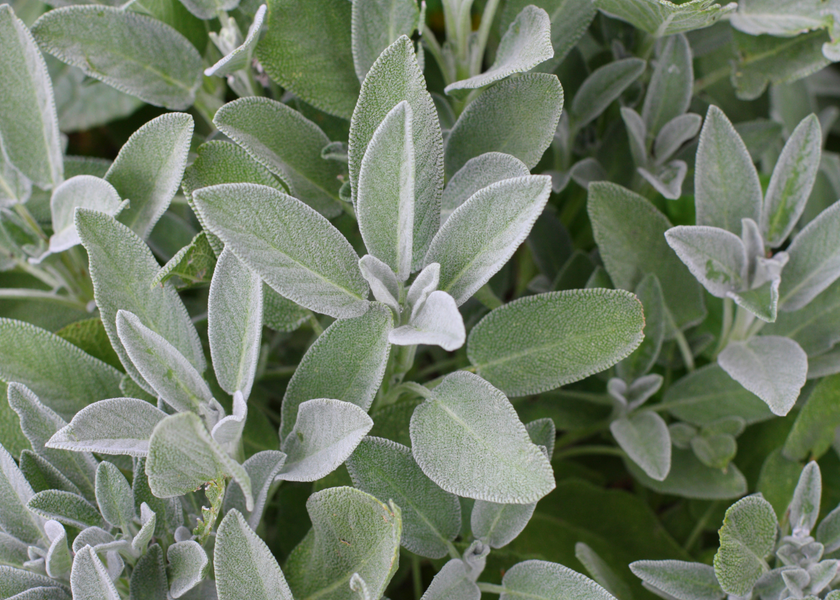 November Recipes Featuring Sage
