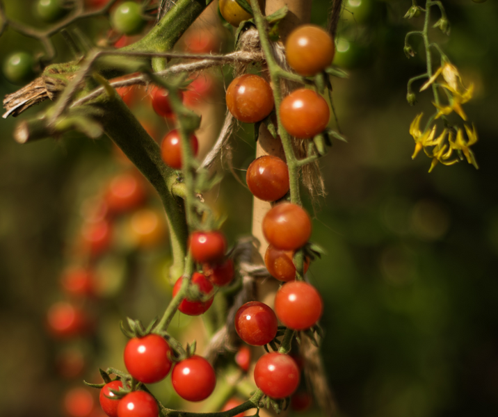 Eager Vegetable Growers Wonder No More