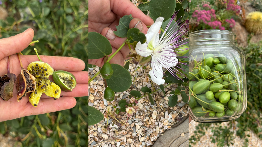 Capers: An Unexpected Beauty in the Culinary and Pollinator Garden