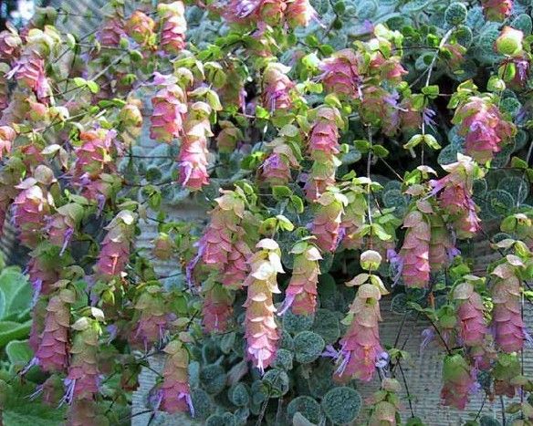 Ornamental Oregano for Pure Pleasure