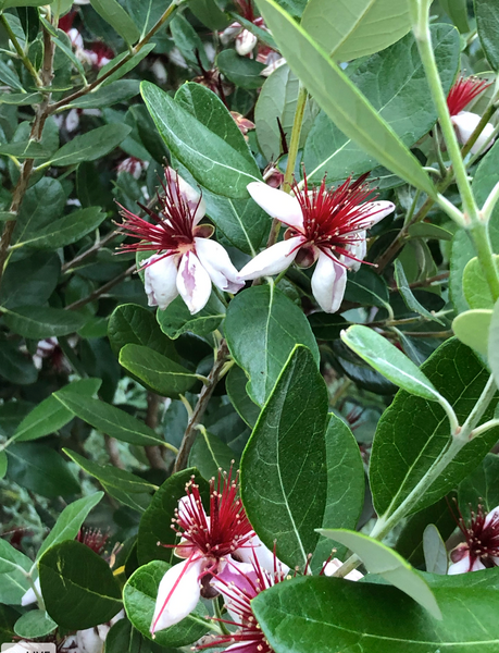 Herbal Highlights –Pineapple Guava (Feijoa sellowiana)