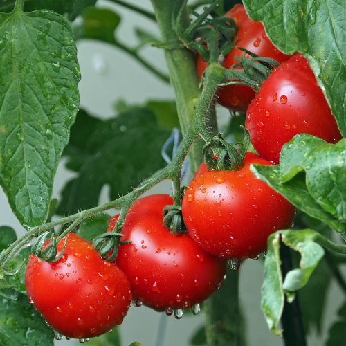 Tomato Gardening Tips
