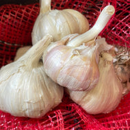 Territorial's Garlic Russian Red