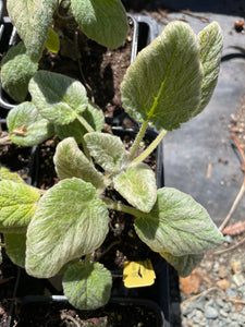 Salvia sclarea 'Vatican White' (4") | White Vatican Clary Sage (4")