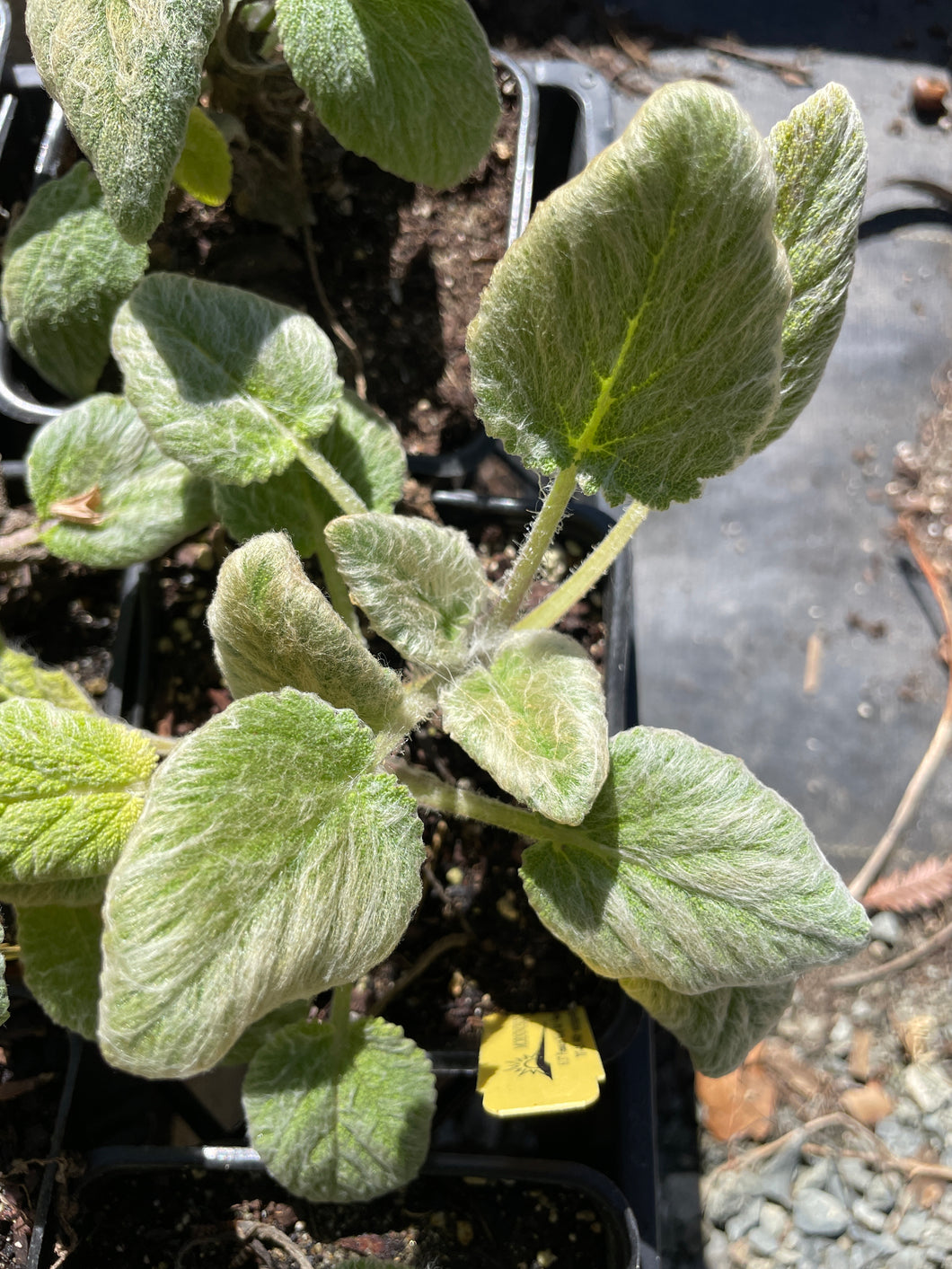 Salvia sclarea 'Vatican White' (4