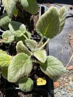 Salvia sclarea 'Vatican White' (4