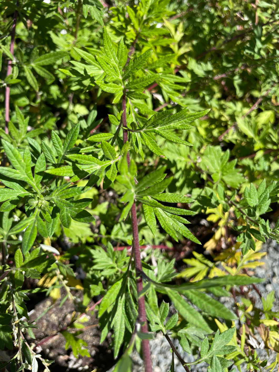 Artemisia vulgaris (1 qt) | Mugwort (1 qt)