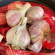 Territorial's Garlic Organic Romanian Red