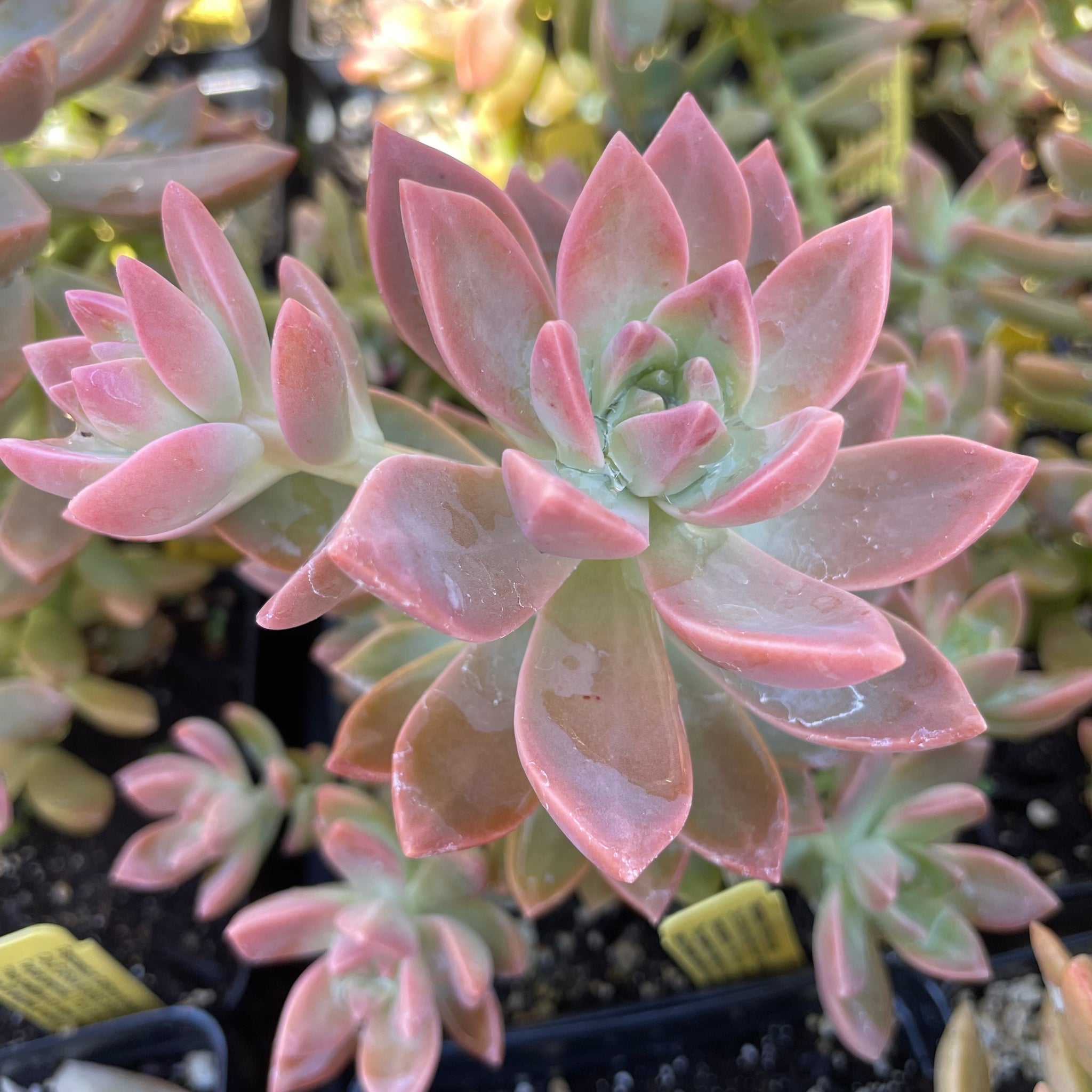 california sunset succulent care Graptosedum 'California Sunset' (1 qt)