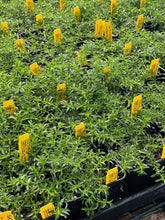 Load image into Gallery viewer, Satureja spicigera (4&quot;) | Dwarf Creeping Winter Savory (4&quot;)
