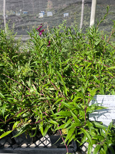 Penstemon 'Blackbird' (1 qt) | Blackbird Penstemon (1 qt)