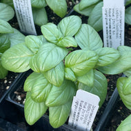 Ocimum basilicum 'Emerald Towers' (3.5