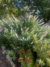 Load image into Gallery viewer, Salvia leucantha &#39;White Mischief&#39; (1 qt) | White Mischief Mexican Bush Sage (1 qt)
