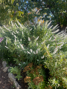 Salvia leucantha 'White Mischief' (1 qt) | White Mischief Mexican Bush Sage (1 qt)