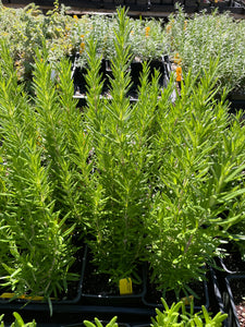 Rosmarinus officinalis 'Barbeque' (4") | Barbeque Rosemary (4")