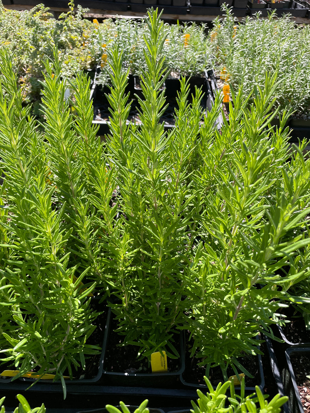 Rosmarinus officinalis 'Barbeque' | Barbeque Rosemary