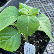 Ocimum gratissimum (3.5