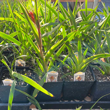 Load image into Gallery viewer, Anigozanthos &#39;Bush Tango&#39; (1 qt) | Bush Tango Kangaroo Paw (1 qt)

