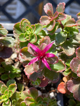 Load image into Gallery viewer, Sedum spurium &#39;Spot on Deep Rose&#39; (4&quot;) | Spot on Deep Rose Stonecrop (4&quot;)
