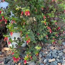 Load image into Gallery viewer, Cuphea &#39;Hummingbirds Lunch&#39; (1 qt) | Hummingbirds Lunch Cuphea (1 qt)
