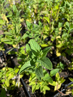 Salvia microphylla 'Cerro Potosi' (1 qt) | Cherry Sage (1 qt)