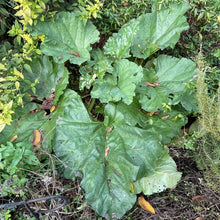 Load image into Gallery viewer, Rheum rhabartarum (4") | Victoria Rhubarb (4")
